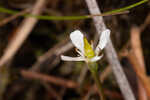 White screwstem